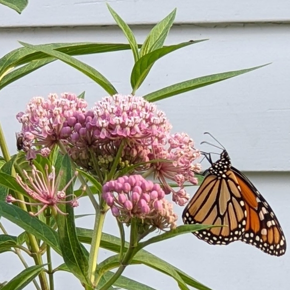 🦋Native Organic Pesticide Free Hand Harvested Swamp Milkweed Seeds Pack of 50🦋 - Picture 4 of 6